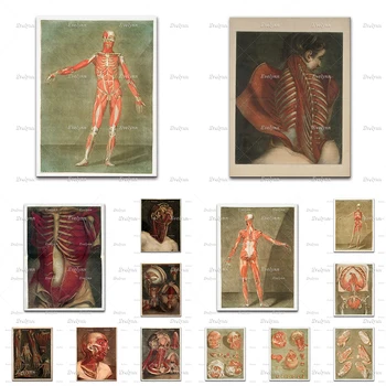 Részleges Anatómiája Kezét, Karját, Fej-Nyaki Csontok, Izmok, Vissza-Váll Bőr Eltávolítása, Hogy Felfedje Izmok Poszter Nyomtatása